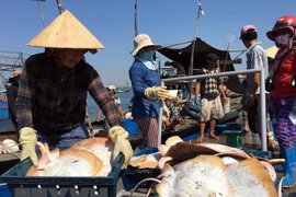 El desarrollo del sector acuícola impulsa la economía marítima de Vietnam