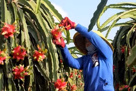 Cultivo de pitahaya mejorará vida de minorías étnicas en provincia vietnamita de Son La