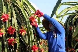 Cultivo de pitahaya mejorará vida de minorías étnicas en provincia vietnamita de Son La