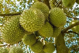 Reportan superávit comercial en Vietnam de productos agroforestales y acuáticos