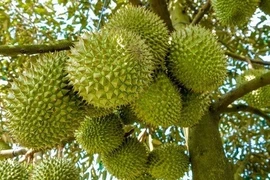 Reportan superávit comercial en Vietnam de productos agroforestales y acuáticos