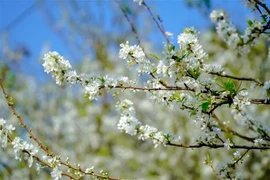 Disfrutar belleza de flores de ciruelo al pie de la montaña Tang Quai en Vietnam 