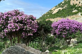 Belleza romántica de bosque de flores de “Bang lang” en zona litoral de Vietnam