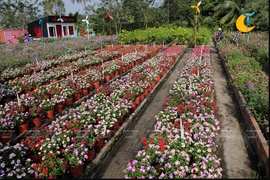 Hermoso campo de flores de primavera en el río de Saigón