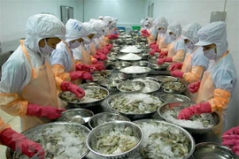 Productores vietnamitas de camarones por desarrollar a largo plazo