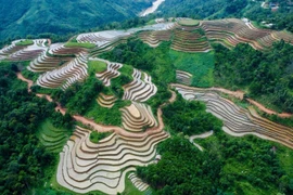 Terrazas de arroz llenas de agua en provincia montañosa de Vietnam