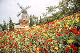 Tulipanes adornan la montaña Ba Den con múltiples colores