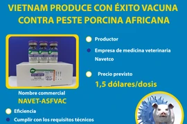 Vietnam produce con éxito vacuna contra peste porcina africana