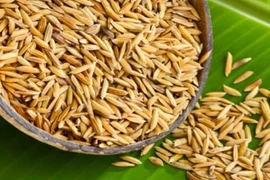 Científico vietnamita encuentra compuestos contra el cáncer en cáscaras de arroz 