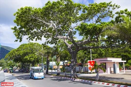 Árboles patrimoniales - Espacios verdes en Hanoi