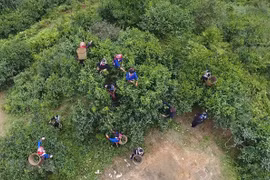 Antiguos árboles de té de Shan Tuyet reconocidos como patrimonio vietnamita 