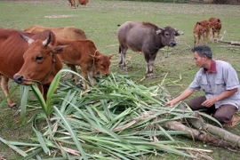 Actualizan aportes de ONG en zona sureña al progreso de Vietnam