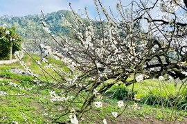 Contemplan belleza pura de flores de ciruelo en la meseta de Bac Ha 