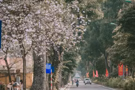 Flores de Bauhinia blanca engalanan calles de Hanoi 