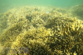 Provincia de Ninh Thuan busca proteger biodiversidad marítima