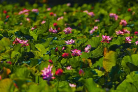 Temporada de floración de loto en provincia de Ninh Binh
