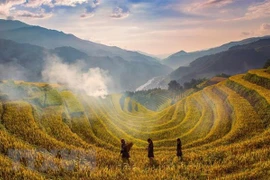 Terrazas de arroz, paisaje majestuoso del Noroeste de Vietnam