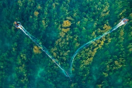 Bosque de algas en la provincia vietnamita de Quang Ngai visto desde arriba