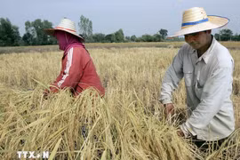 Foto de ilustración. (Fuente: AFP/VNA)