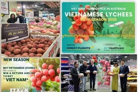 La Oficina Comercial de Vietnam en Australia ha llevado a cabo una serie de actividades de promoción del lichi en el país de Oceanía en los últimos tiempos. (Fuente:VNA)
