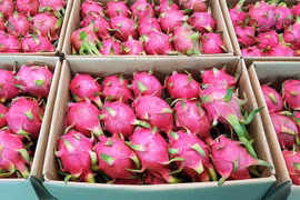 Vietnam exporta pitaya de pulpa roja y amarilla al mercado de Arabia Saudita. (Fuente:Internet)