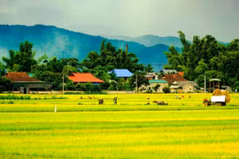 Admiran el campo de arroz más grande del noroeste