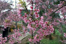 [Fotos] Flores de durazno cubren las montañas de Dien Bien en primavera