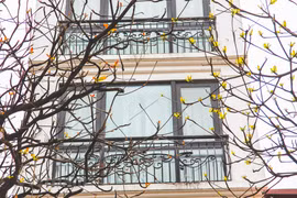 [Foto] Hanoi en la temporada primaveral