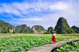 [Foto] Temporada de floración de lotos en Vietnam