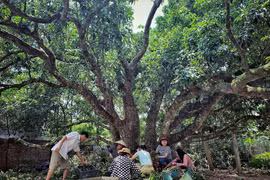 [Foto] Árbol de lichi de cientos de años en Thanh Ha, Hai Duong