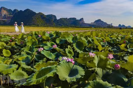 [Foto] Temporada de floración de lotos en Ninh Binh