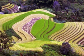 [Foto] Campos de arroz en terrazas en provincia norteña de Son La
