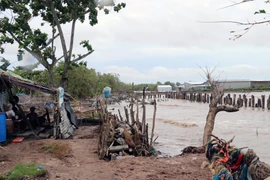 [Fotos] Cambio climático: grave erosión en el dique en la costa de provincia sureña de Kien Giang