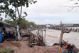 [Fotos] Cambio climático: grave erosión en el dique en la costa de provincia sureña de Kien Giang