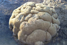 [Foto] La belleza de corales en playa en Ninh Thuan