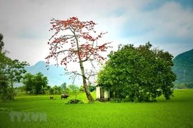 [Fotos] Belleza de la planta Bombax ceiba en la primavera en aldeas de Vietnam