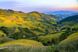 [Foto] Diferentes tonos de color amarillo en temporada de cosecha de arroz en Mu Cang Chai 