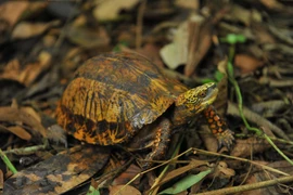 [Foto] Centro de Conservación de Tortugas en Parque Nacional de Cuc Phuong