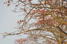 [Foto] Algodoneros rojos en plena floración