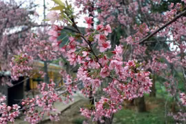 [Fotos] Flores de durazno cubren las montañas de Dien Bien en primavera