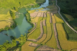 Temporada de arroz maduro en provincia vietnamita de Cao Bang