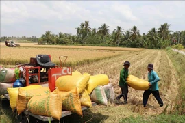 Agricultores cosechan arroz en la provincia de Tra Vinh en el Delta del Mekong (Fuente: VNA)