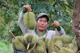 Cosecha de durián en la provincia survietnamita de Binh Phuoc (Fuente: VNA)