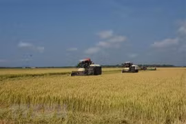 Diversificación del mercado, tarea clave para exportadores de arroz 