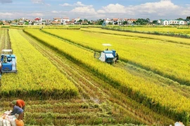 Desarrollo económico del delta de Mekong: Integración multivalor en industria de arroz 
