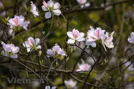 Colores de la flor de banyan enamoran en el corazón de la capital de Vietnam