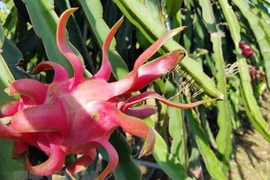 Incrementan Vietnam el intercambio de productos agrícolas con Australia
