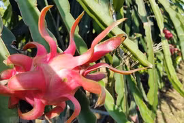 Incrementan Vietnam el intercambio de productos agrícolas con Australia