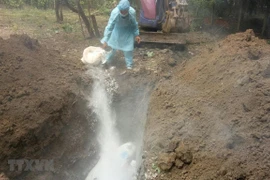 Detectan por primera vez peste porcina africana en provincia vietnamita de Ninh Thuan 