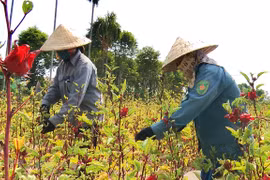 Reconocen avances de Vietnam en cumplimiento de objetivos de desarrollo sostenible